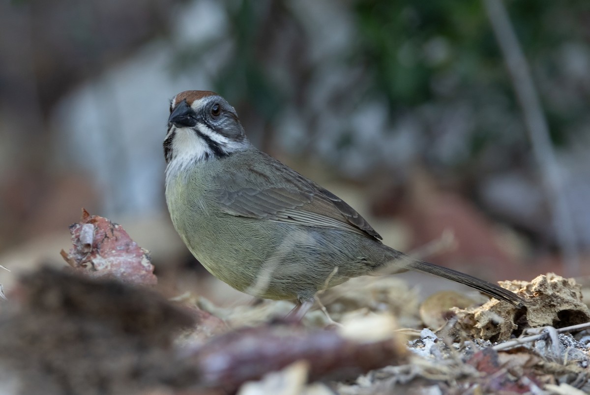 Zapata Sparrow - ML637294578