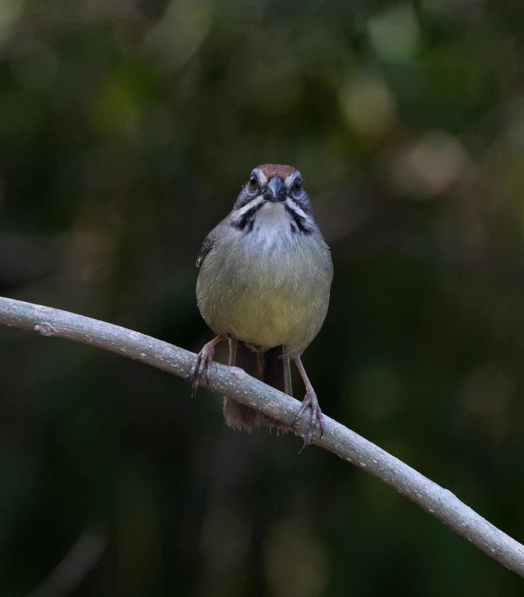 Zapata Sparrow - ML637294579