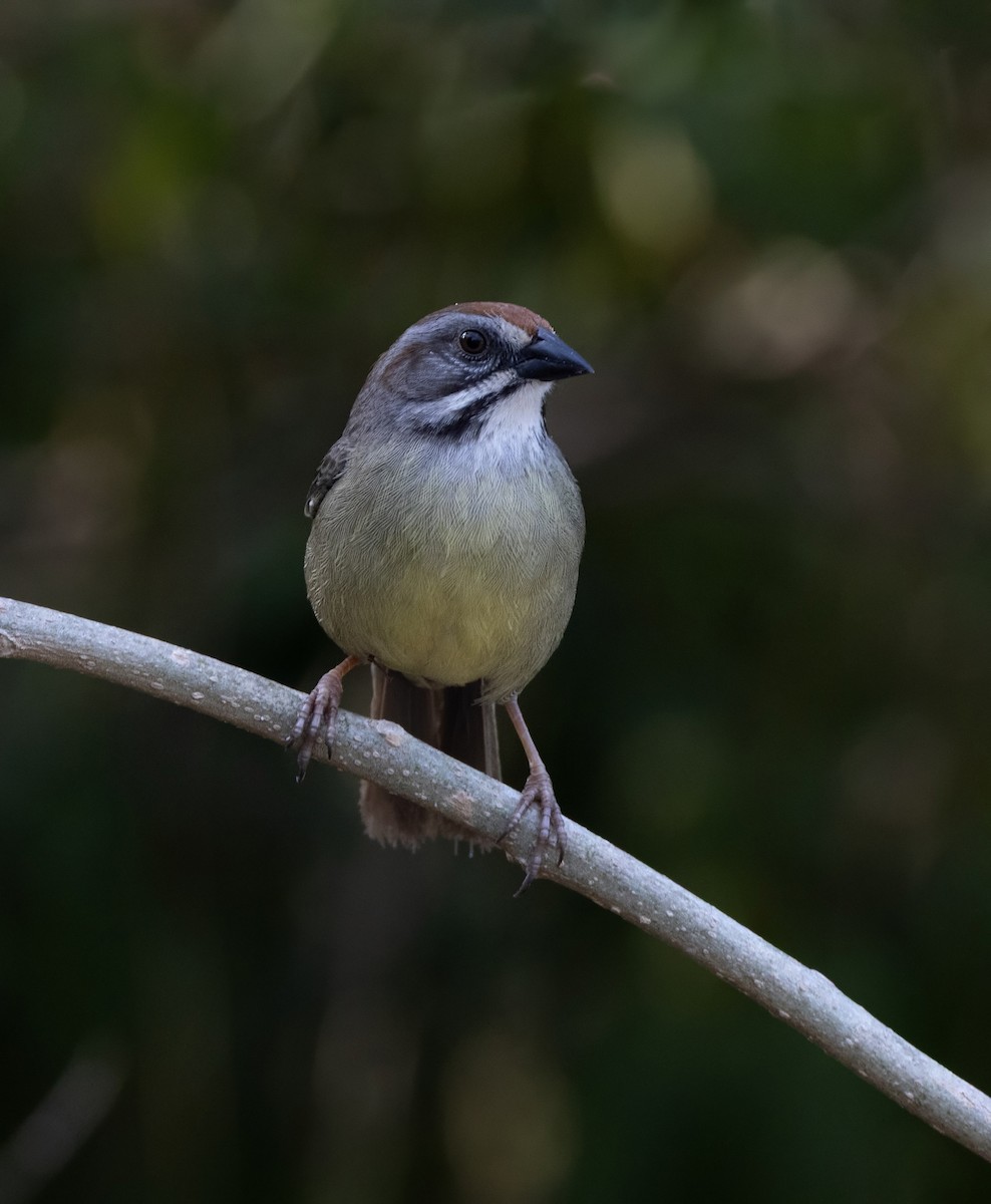 Zapata Sparrow - ML637294580