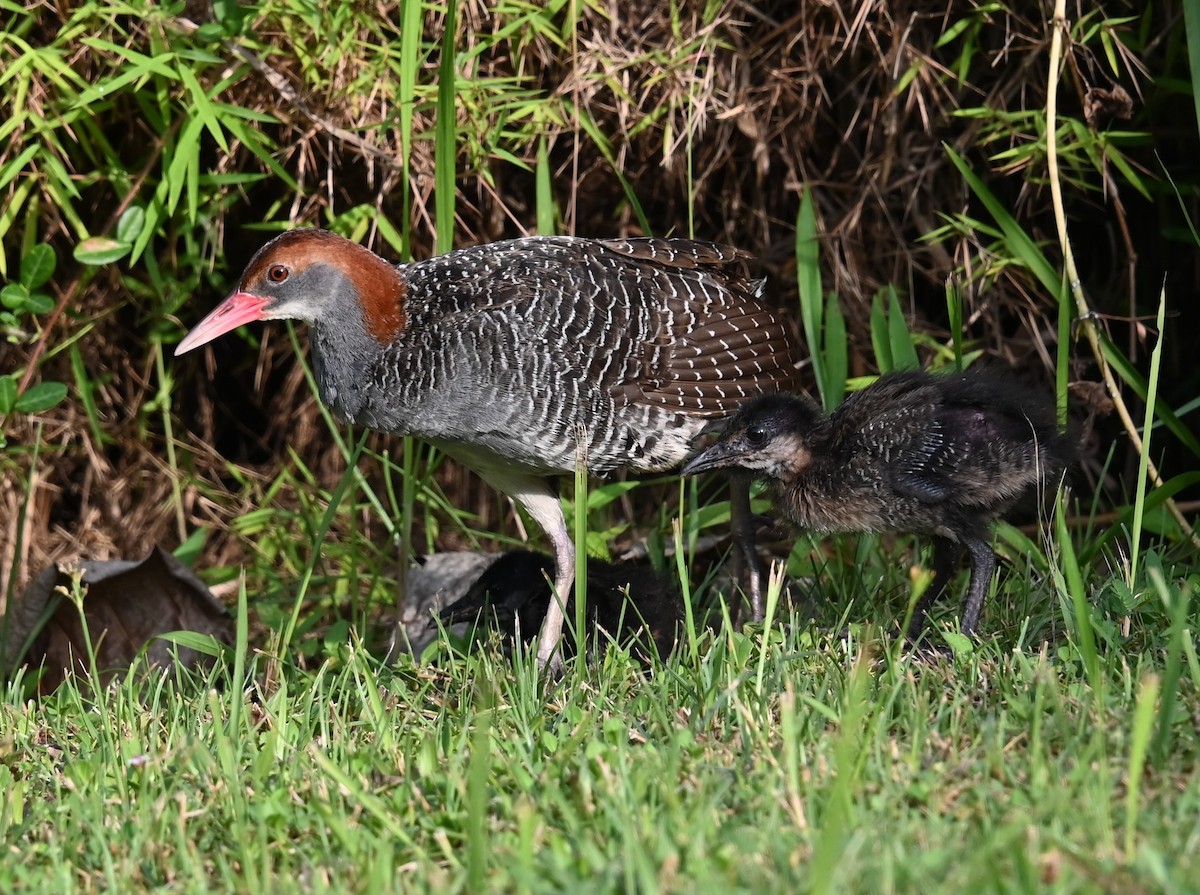 Slaty-breasted Rail - ML637294703