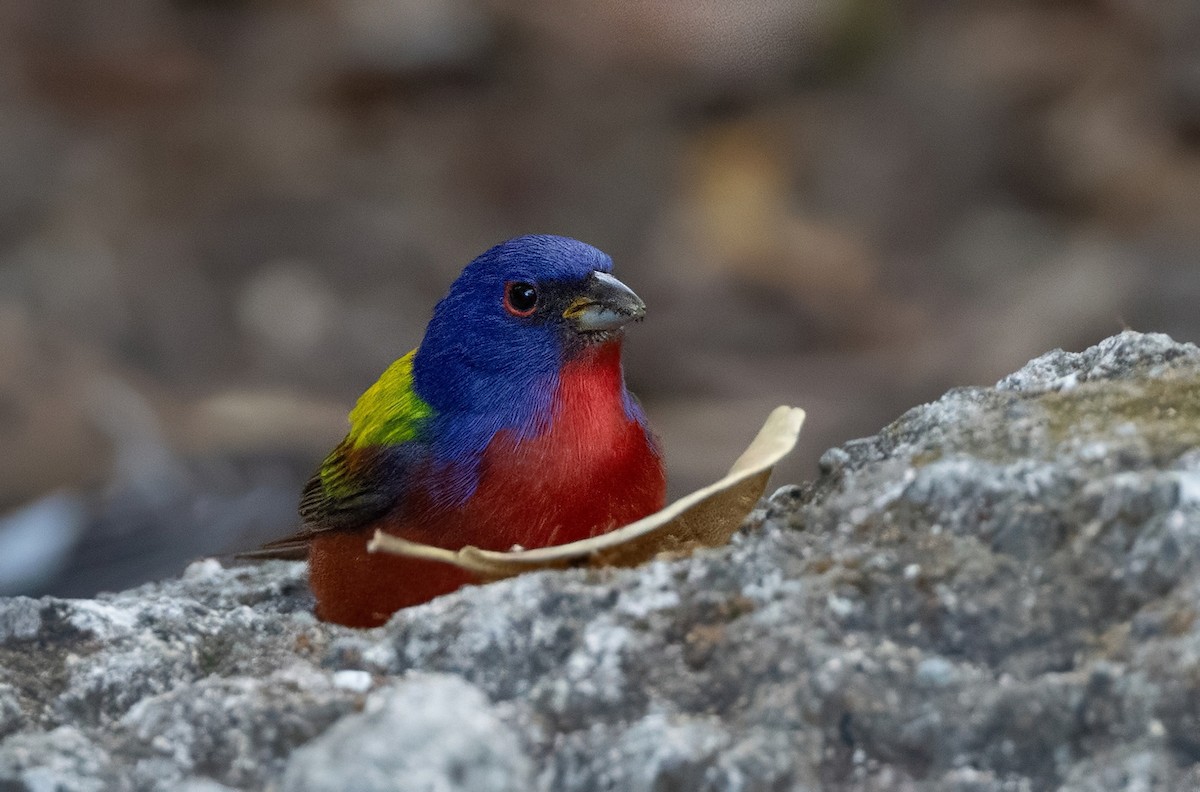 Painted Bunting - ML637294707