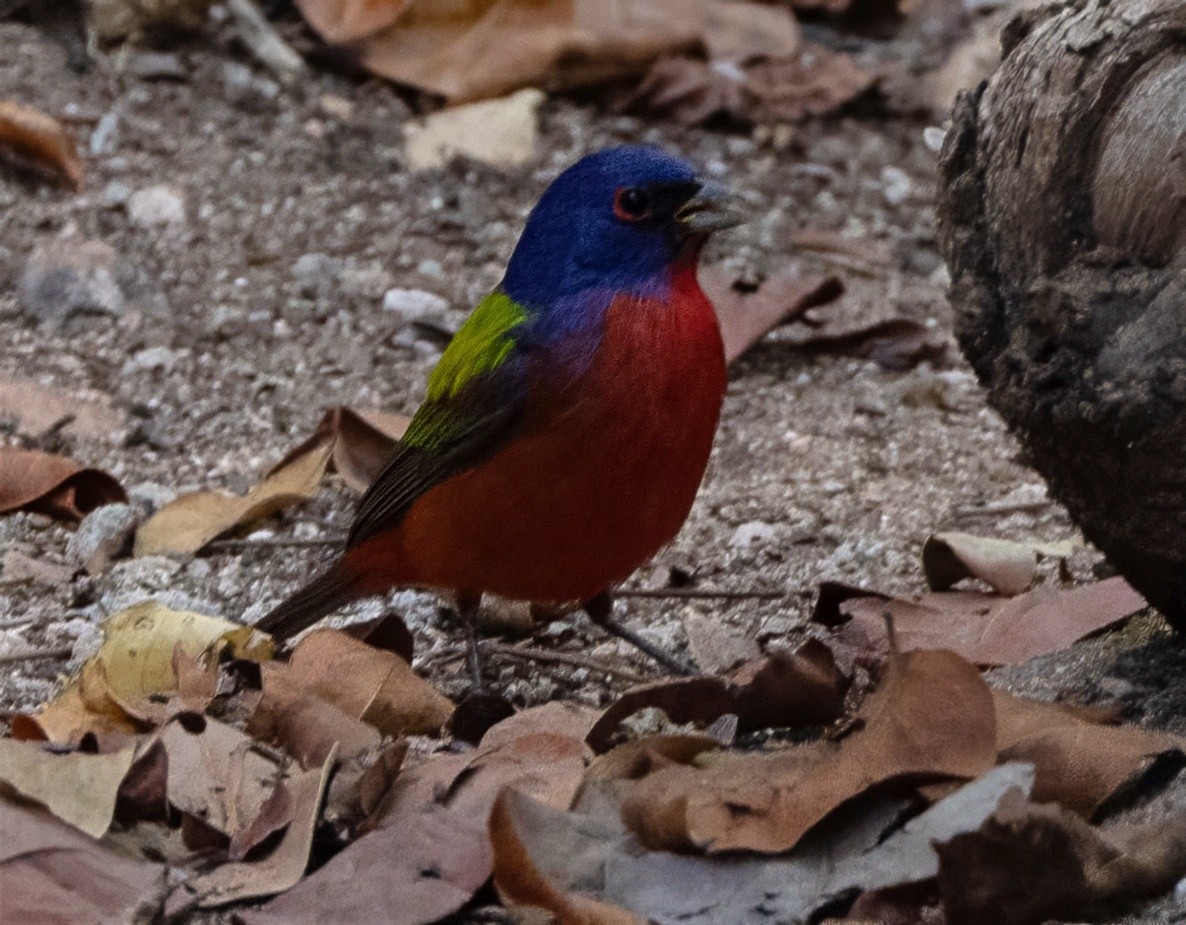 Painted Bunting - ML637294708