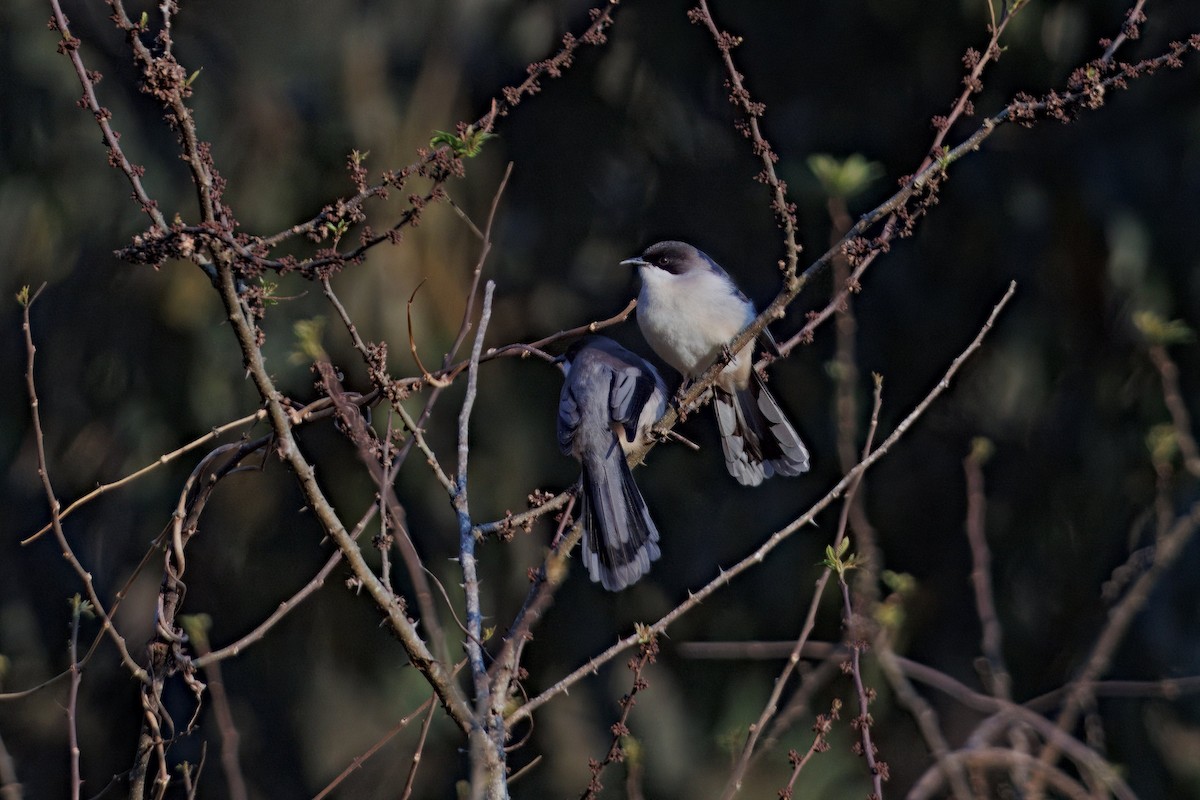 Gray Sibia - ML637294752