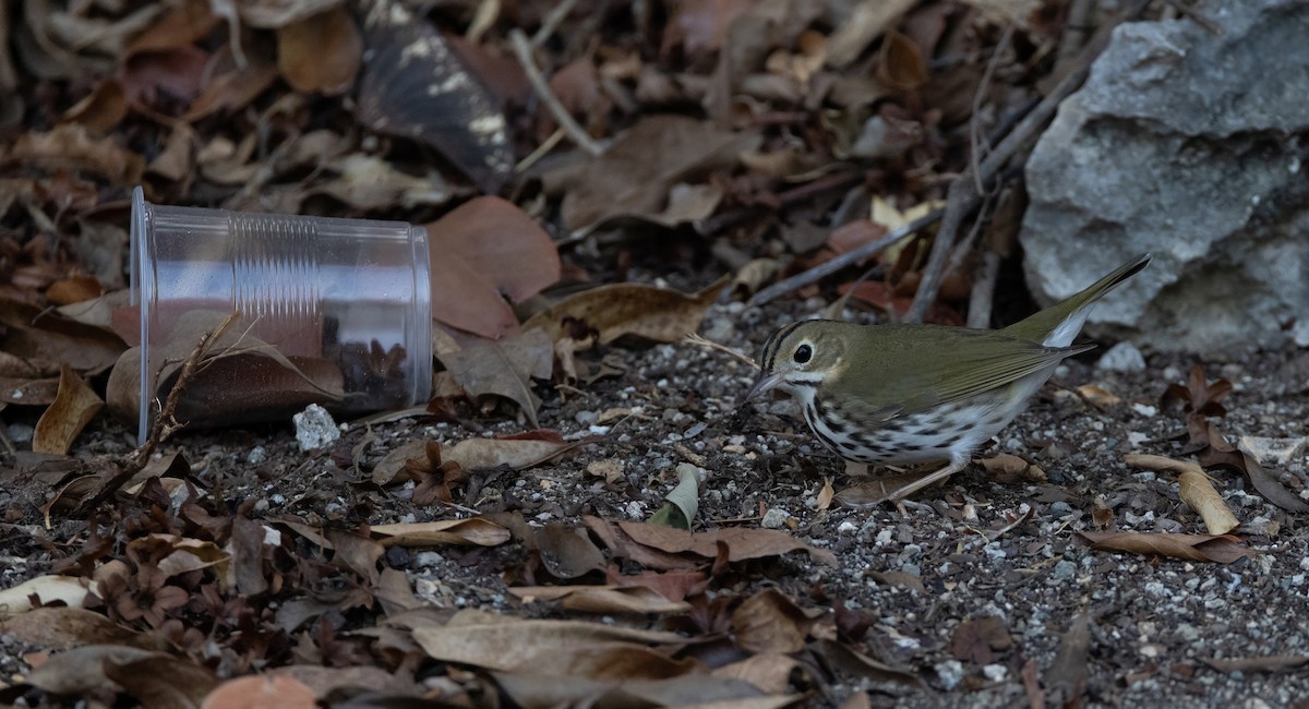 Ovenbird - ML637294763