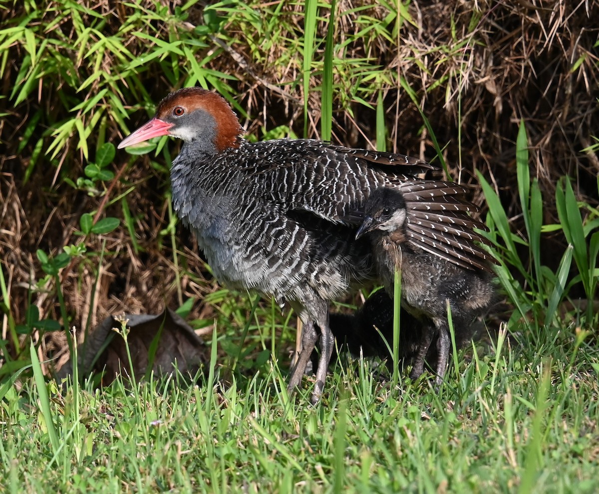 Slaty-breasted Rail - ML637294800