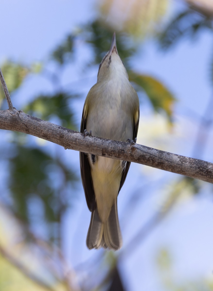 Black-whiskered Vireo - ML637294806