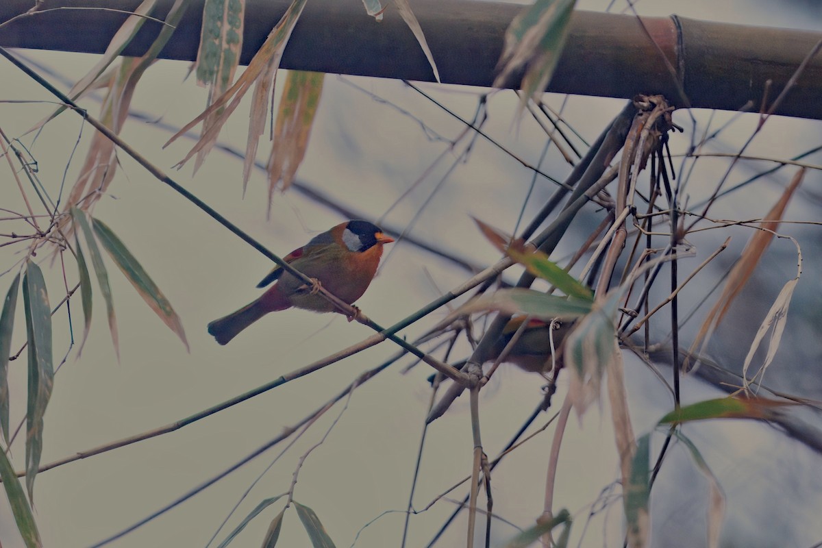 Silver-eared Mesia - ML637294822