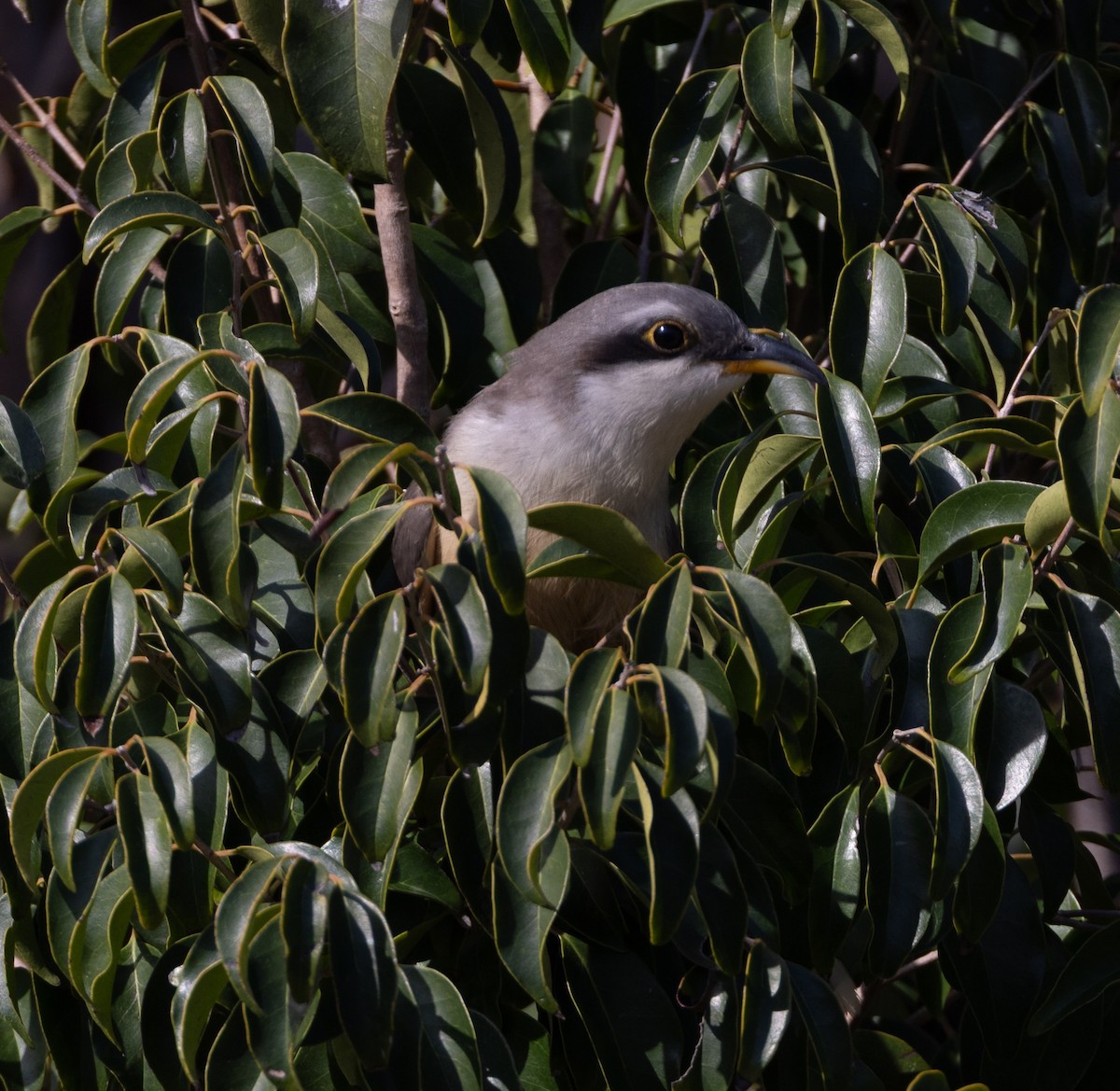 Mangrove Cuckoo - ML637294828