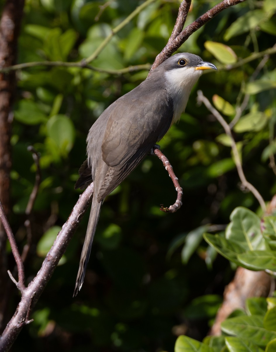 Mangrove Cuckoo - ML637294829