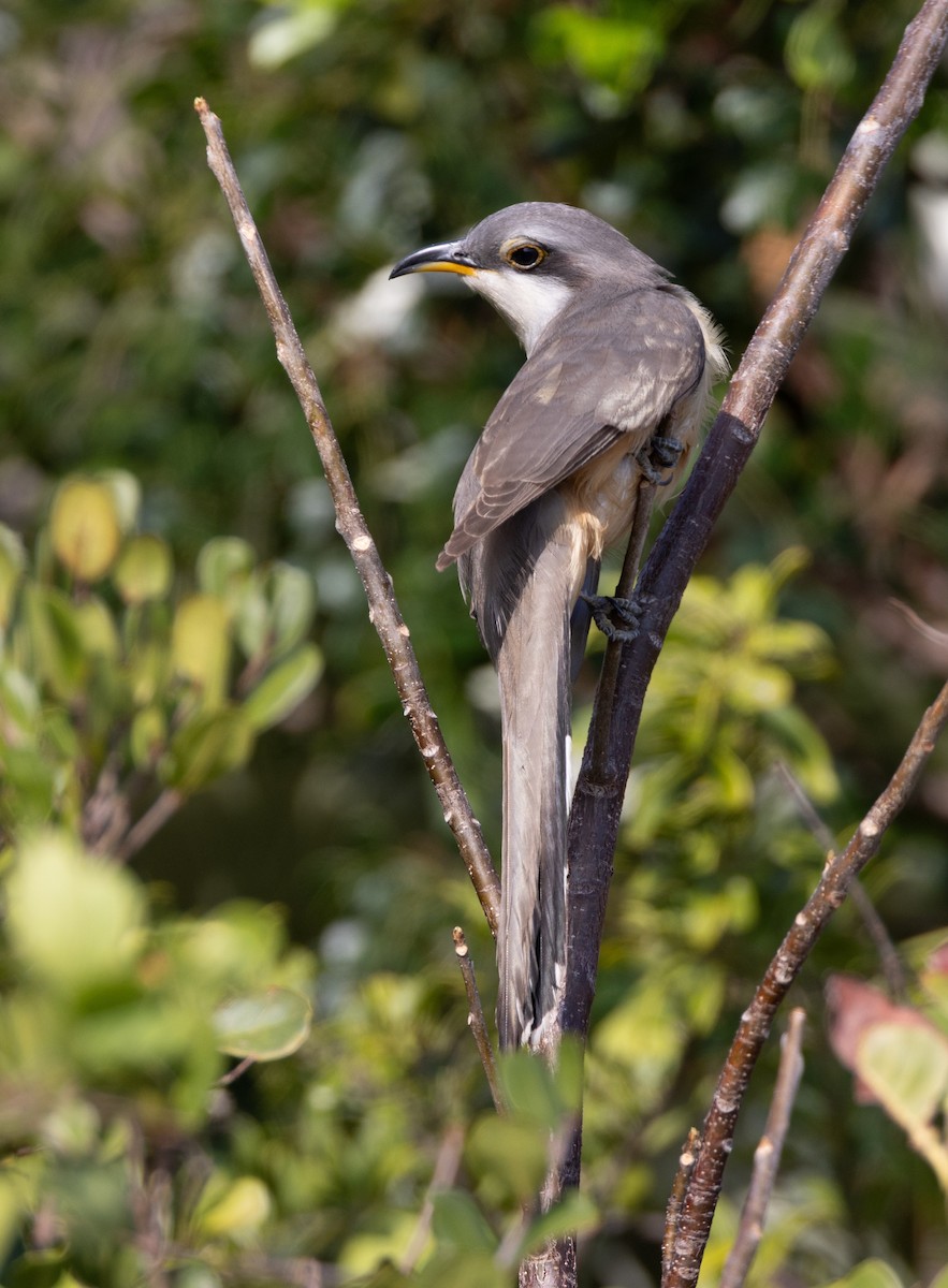 Mangrove Cuckoo - ML637294830