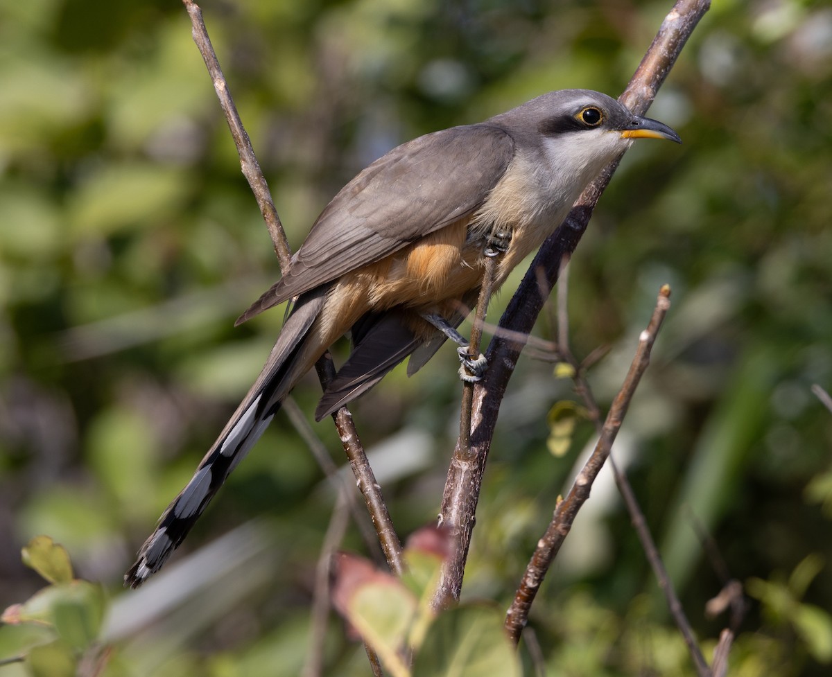 Mangrove Cuckoo - ML637294831