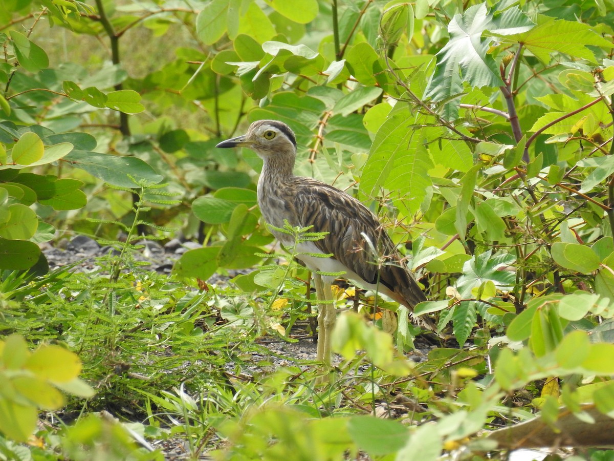 Double-striped Thick-knee - ML637294859