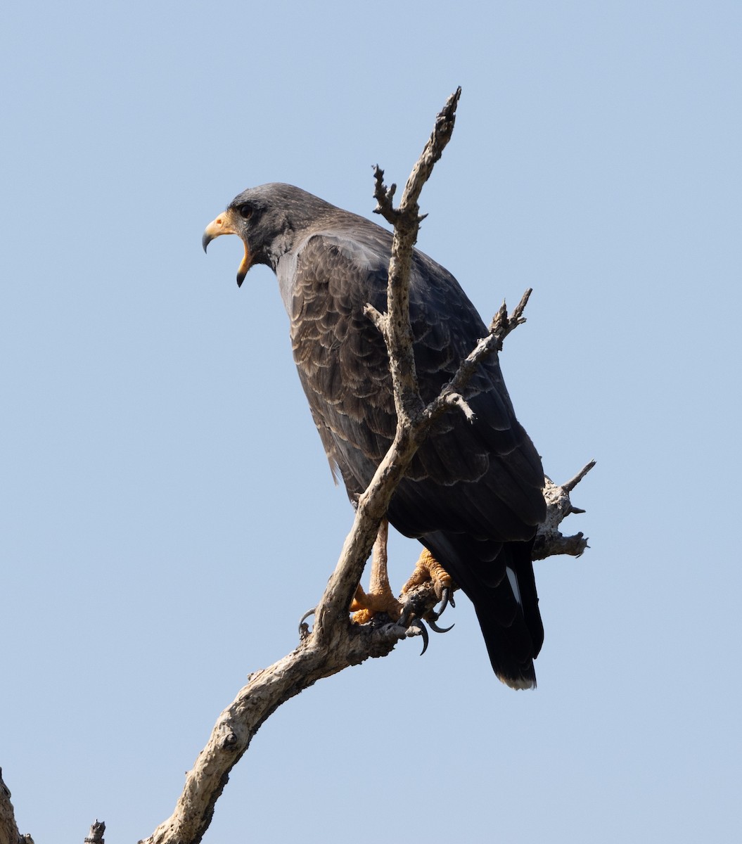 Cuban Black Hawk - ML637294860