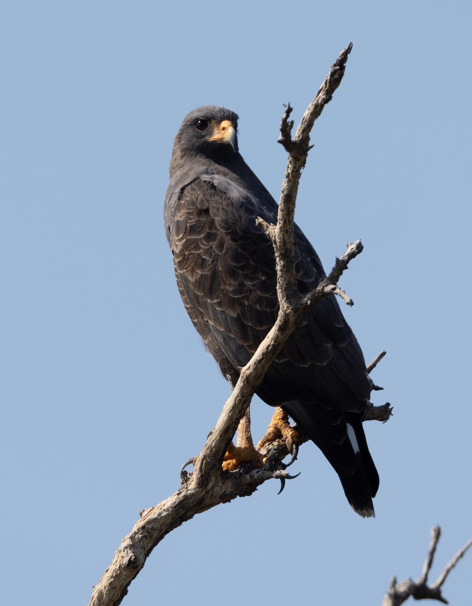 Cuban Black Hawk - ML637294861