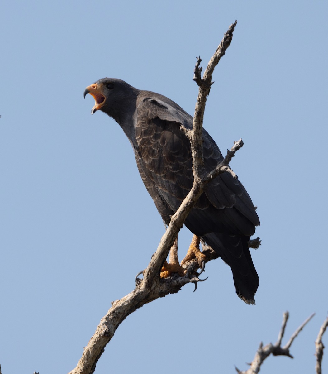 Cuban Black Hawk - ML637294862