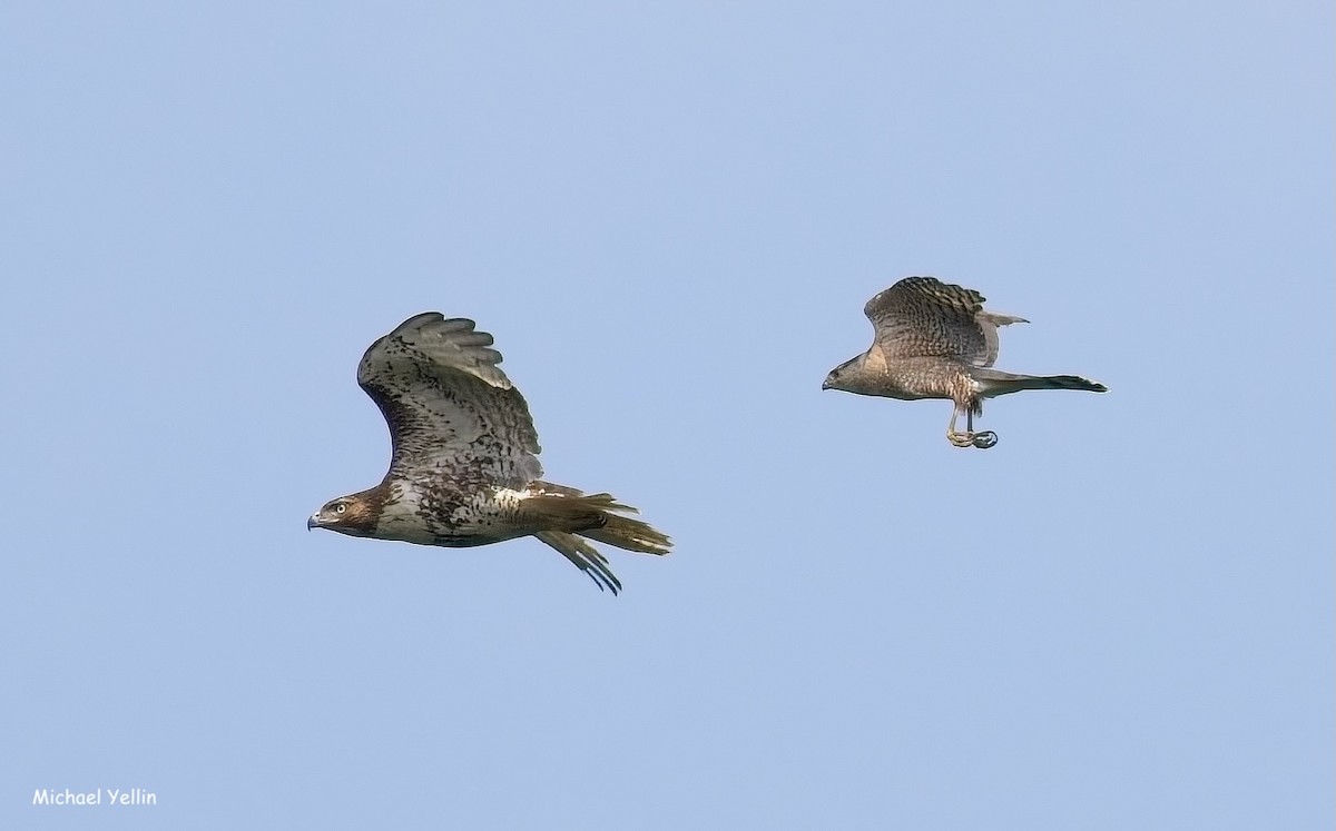 Red-tailed Hawk - ML637294898