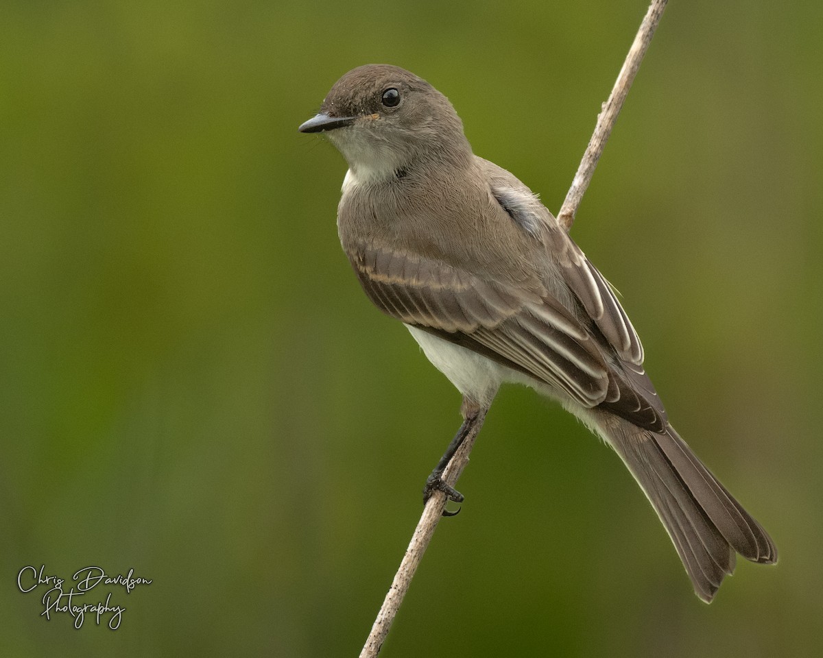 Eastern Phoebe - ML637294899