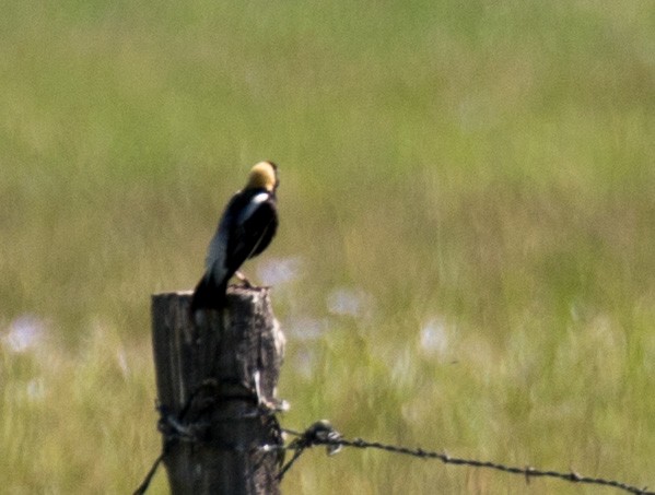 Bobolink - ML637294923