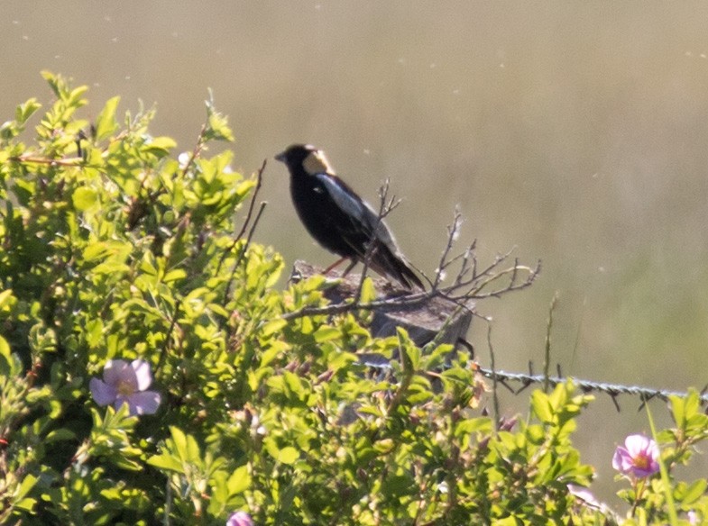 Bobolink - ML637294924