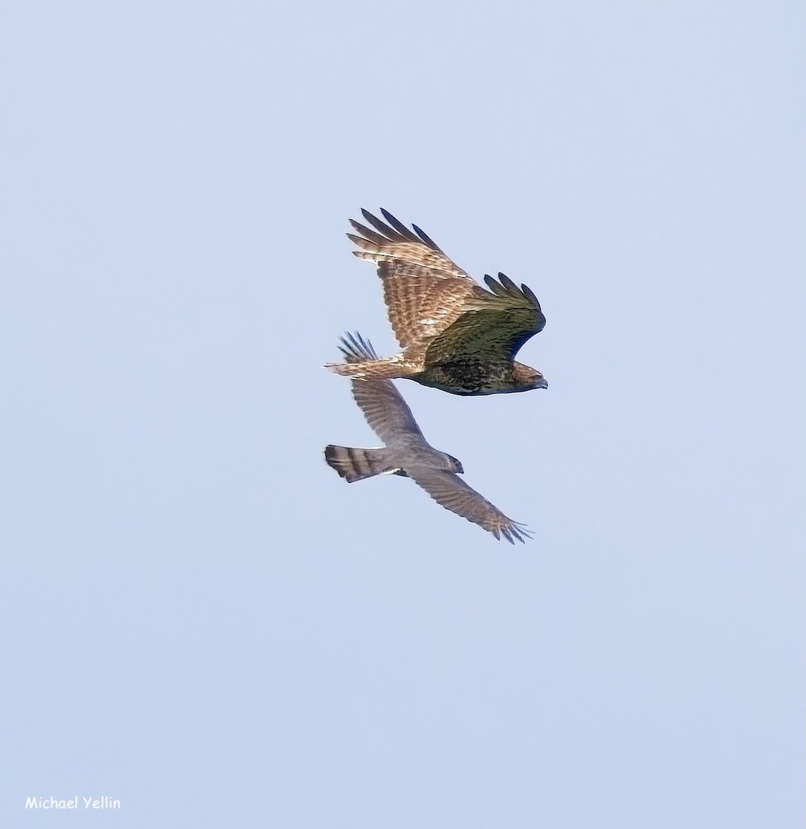 Red-tailed Hawk - ML637294943