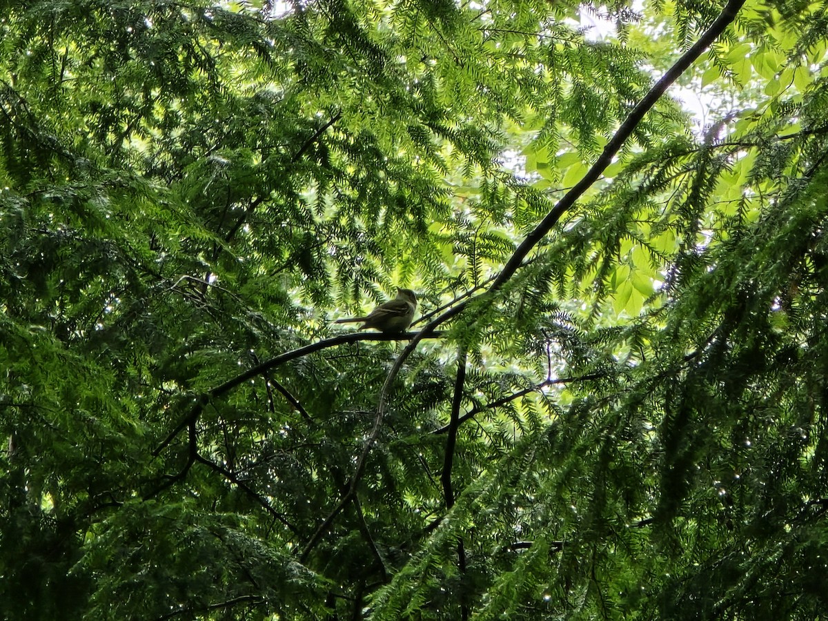 Acadian Flycatcher - ML637295000