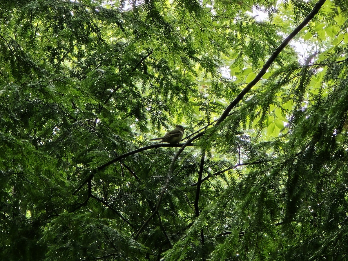 Acadian Flycatcher - ML637295001