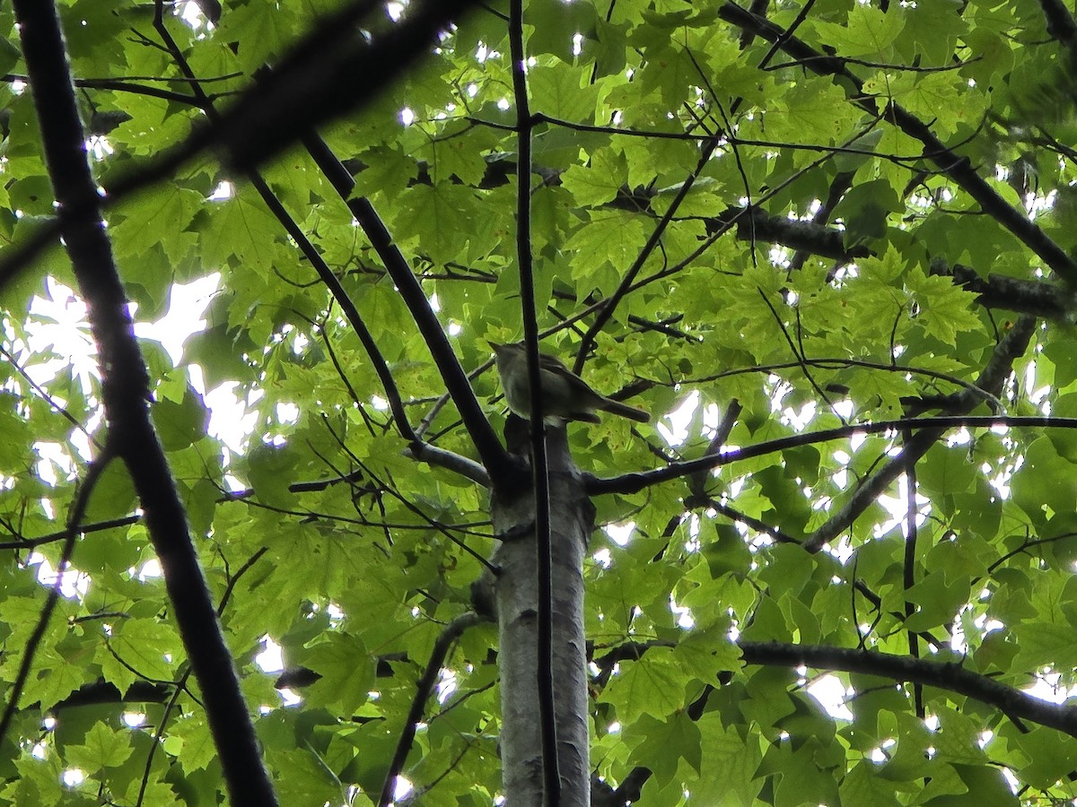 Acadian Flycatcher - ML637295002