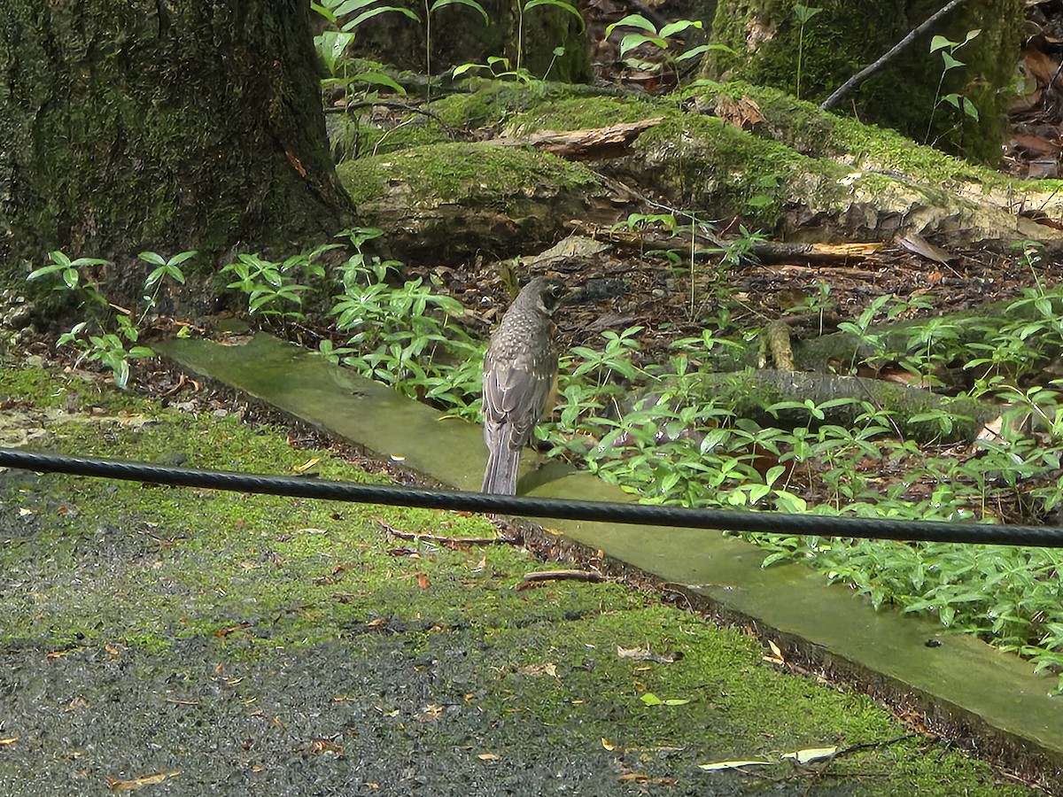 American Robin - ML637295023