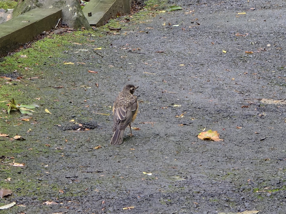 American Robin - ML637295024