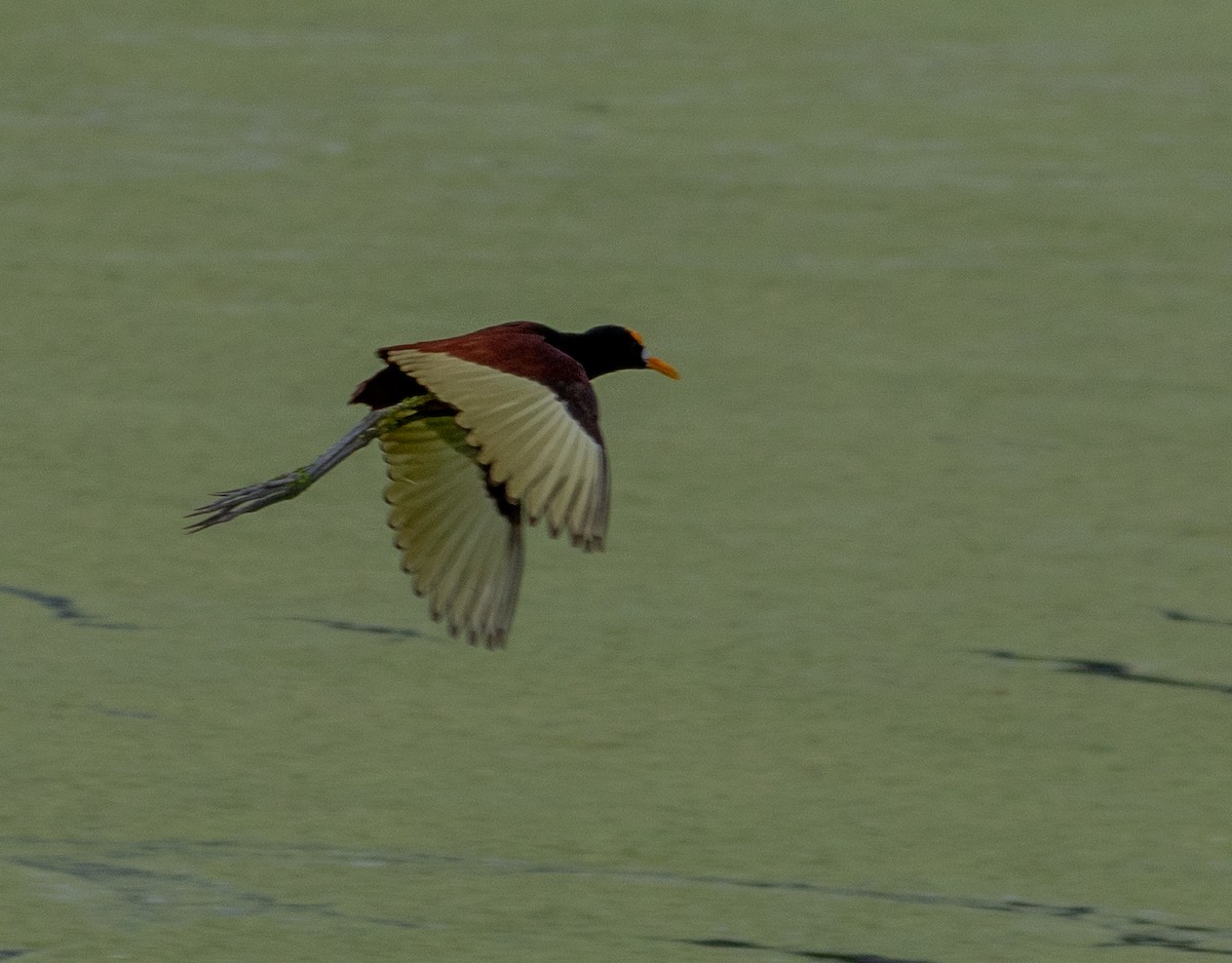 Northern Jacana - ML637295035