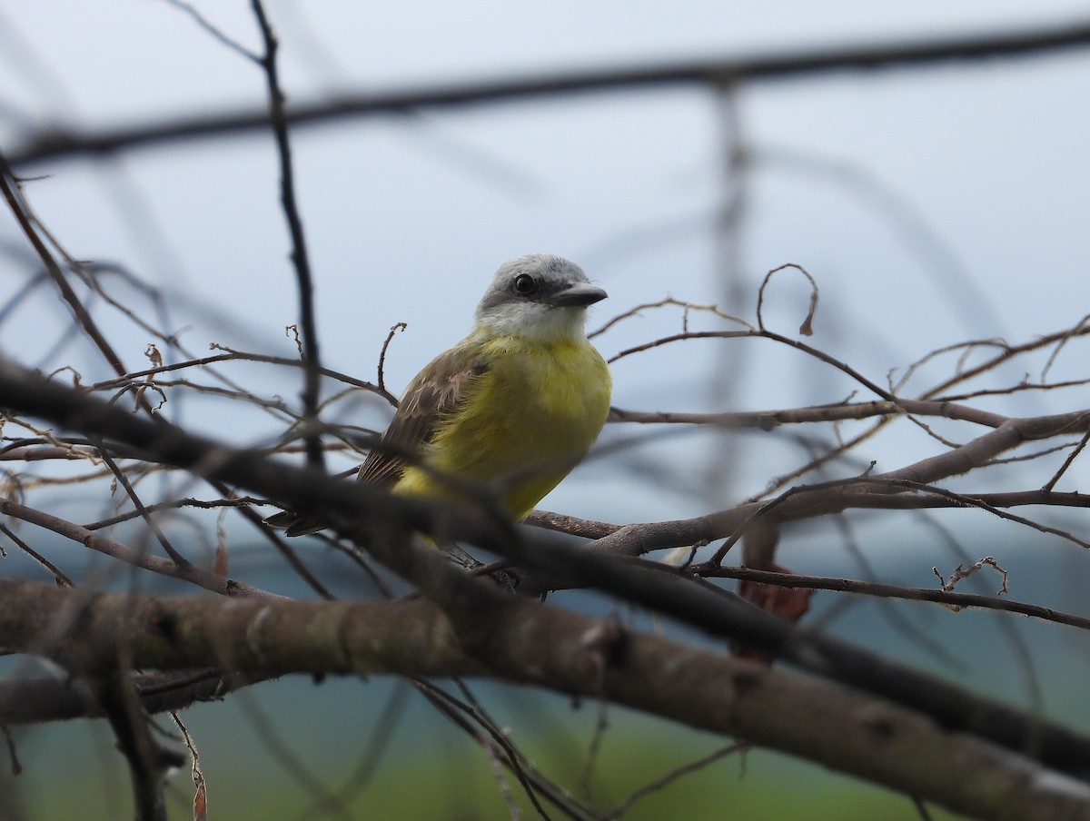 White-throated Kingbird - ML637295135