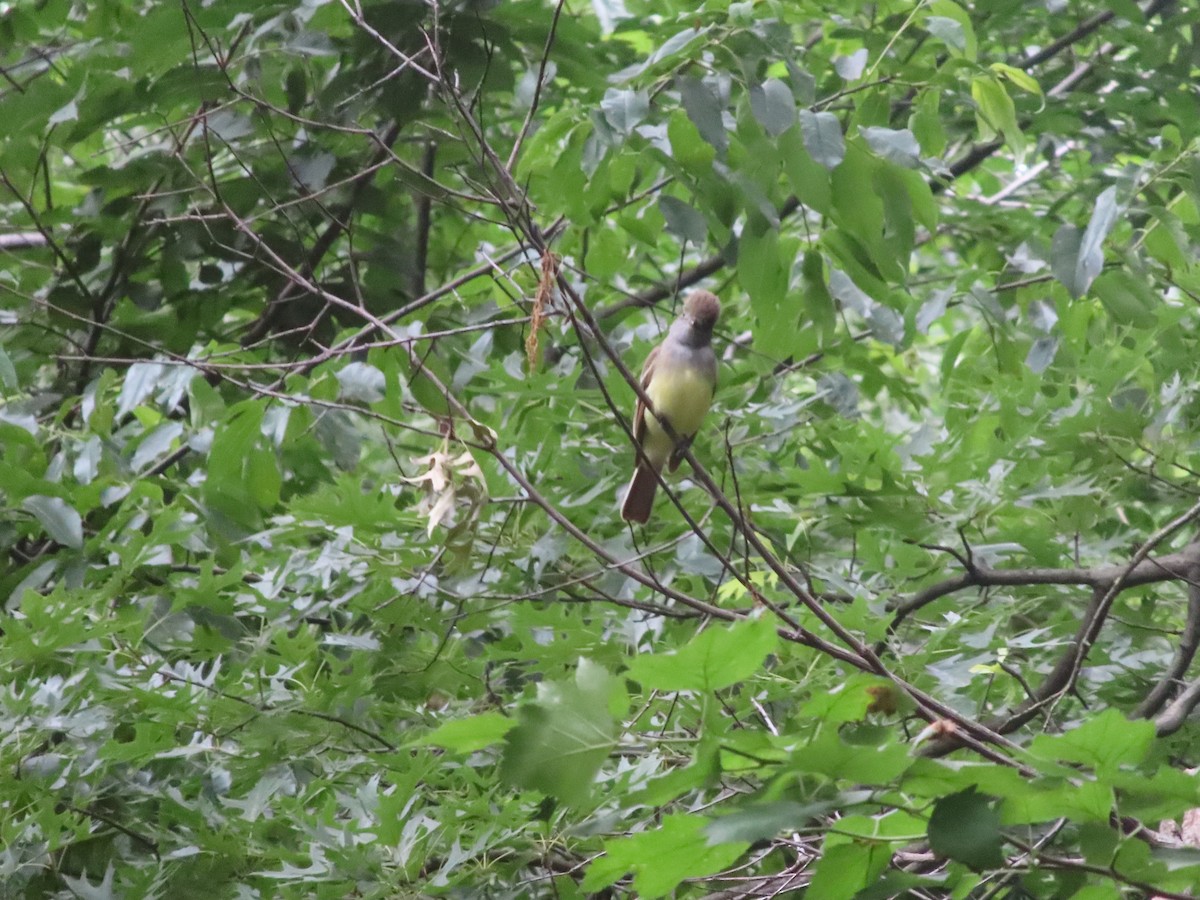 Great Crested Flycatcher - ML637295189