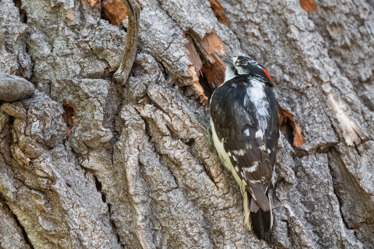 Downy Woodpecker - ML637295202