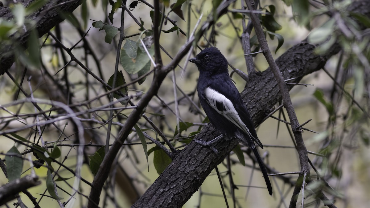Southern Black-Tit - ML637295239