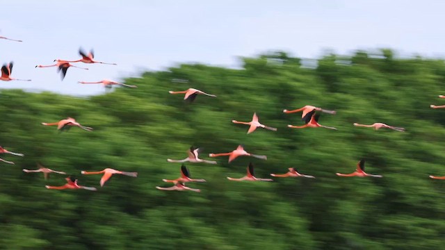 American Flamingo - ML637295264