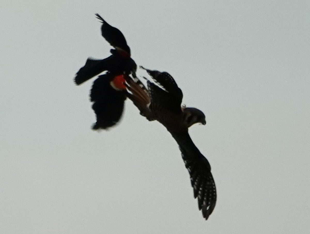 American Kestrel - ML637295284