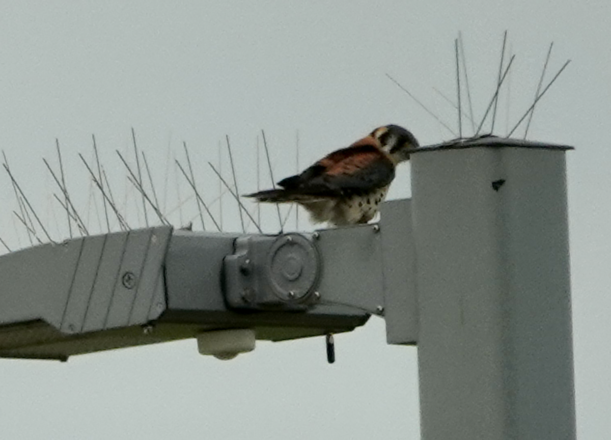 American Kestrel - ML637295285