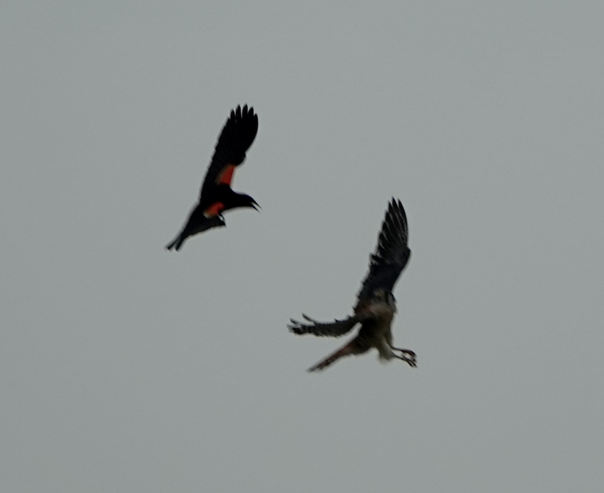 American Kestrel - ML637295287