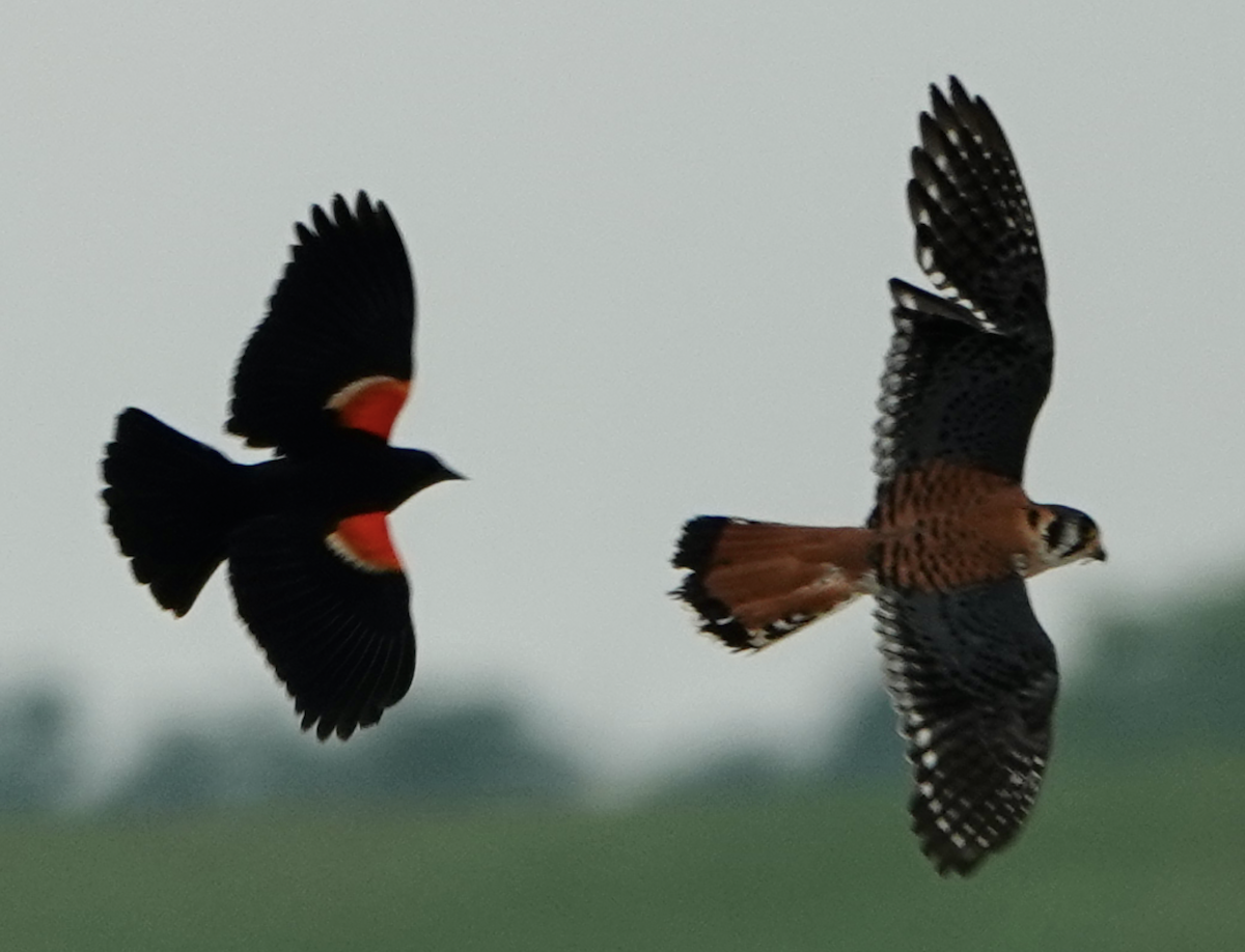 American Kestrel - ML637295288