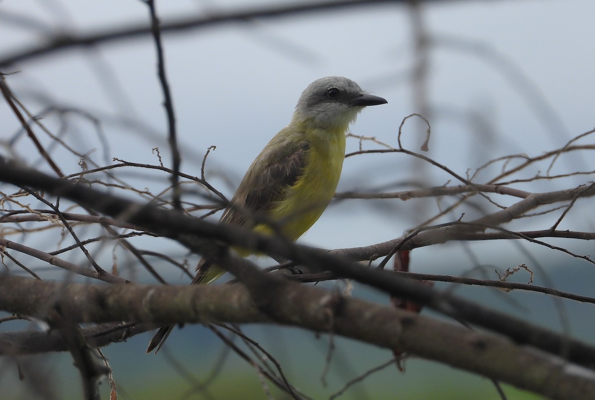 White-throated Kingbird - ML637295290