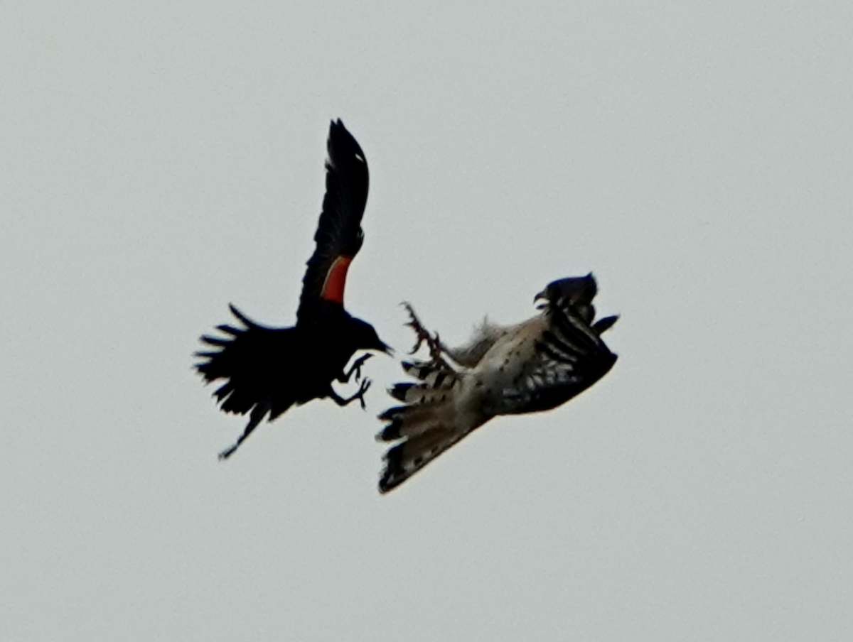 American Kestrel - ML637295297