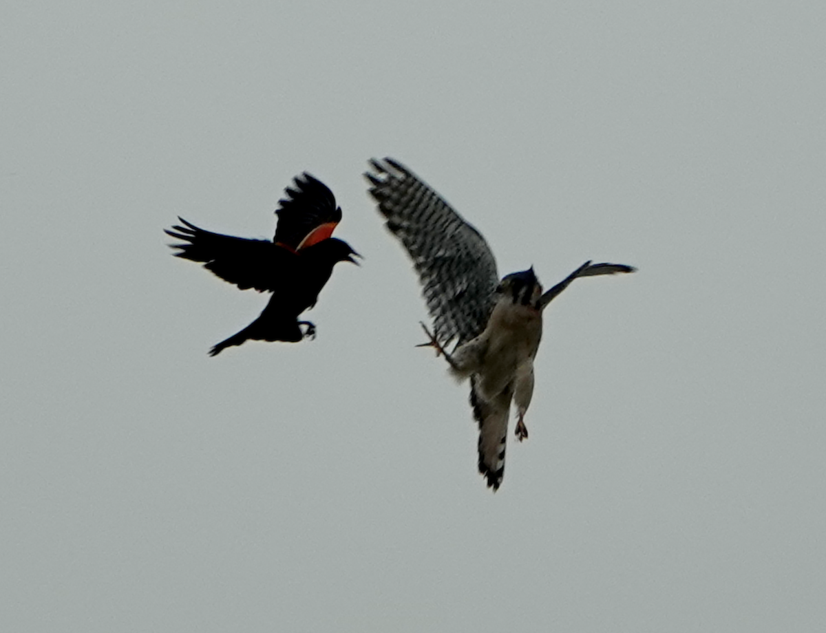 American Kestrel - ML637295304