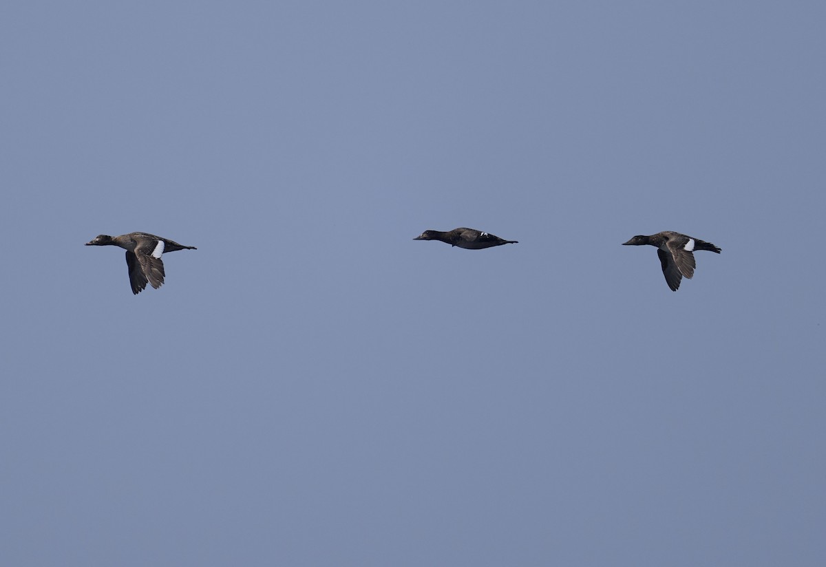 White-winged Scoter - ML637295331