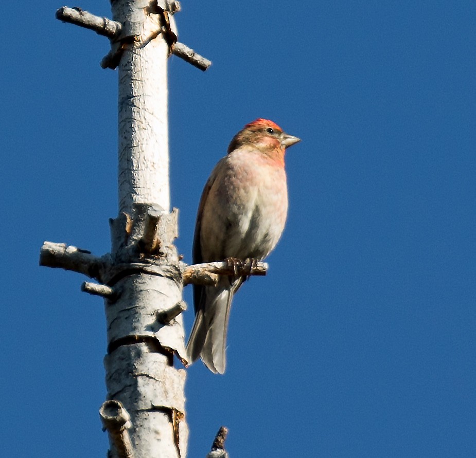 Cassin's Finch - ML637295340