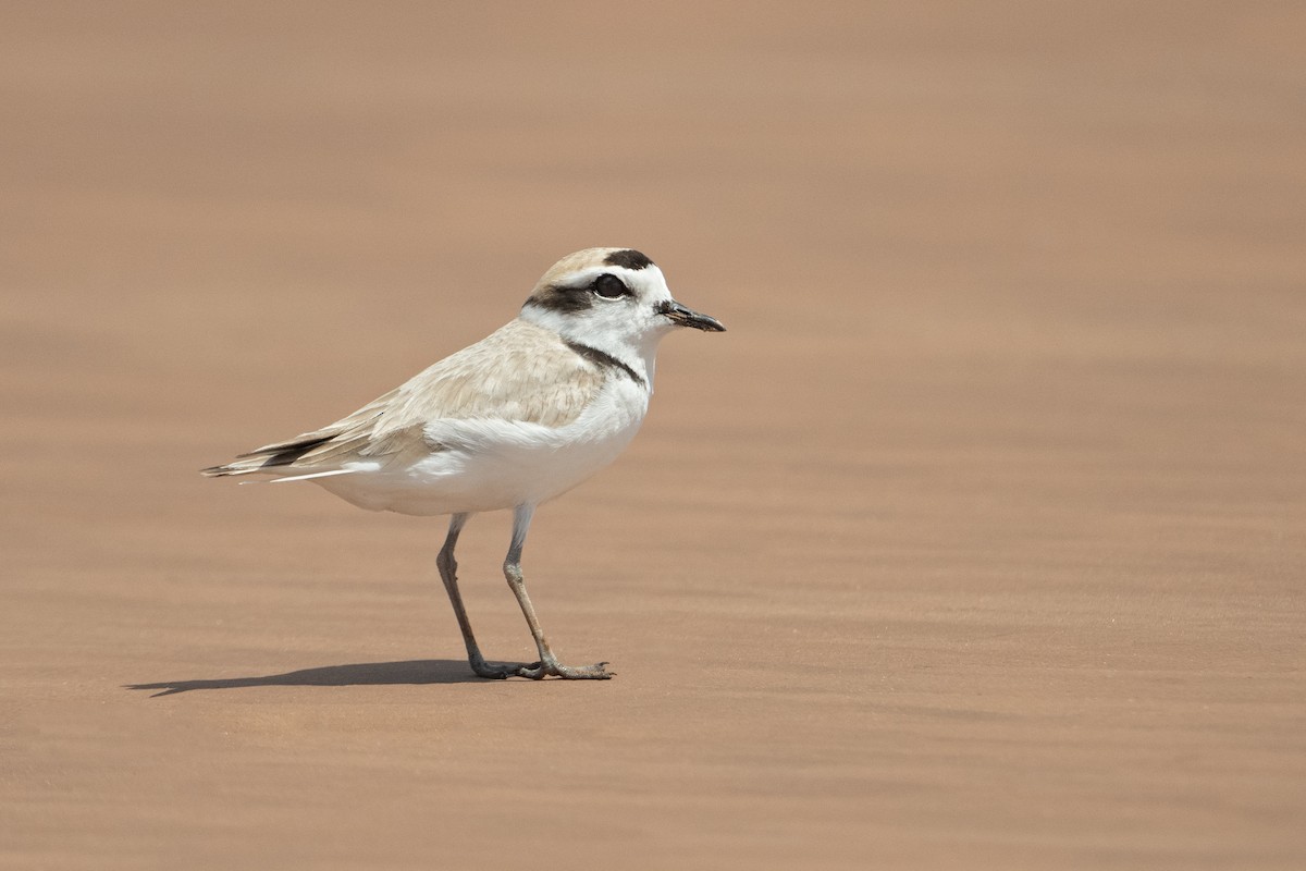 kulík západní - ML637295356