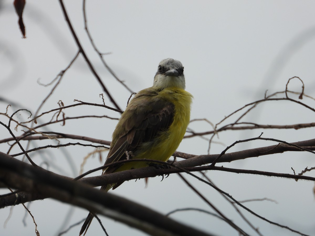 White-throated Kingbird - ML637295359