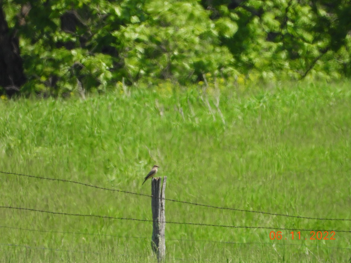 Say's Phoebe - ML637295377