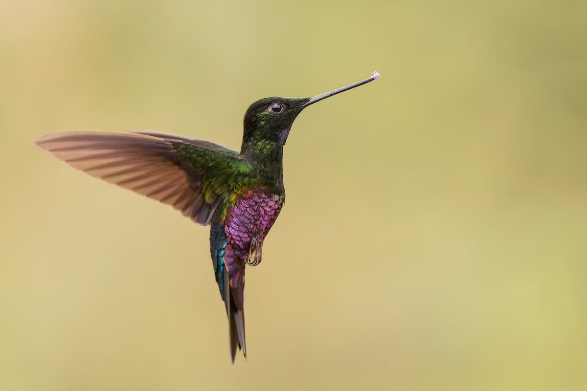 Blue-throated Starfrontlet - ML637295400
