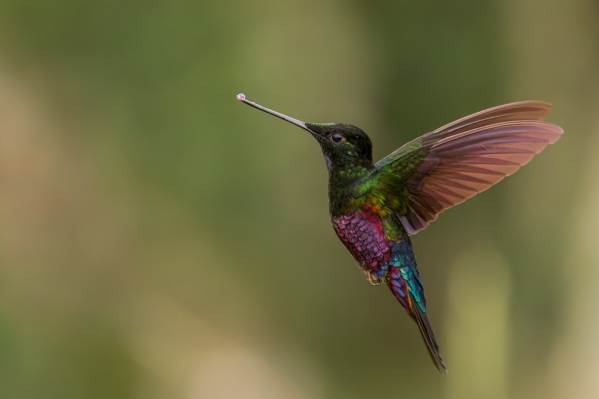 Blue-throated Starfrontlet - ML637295403