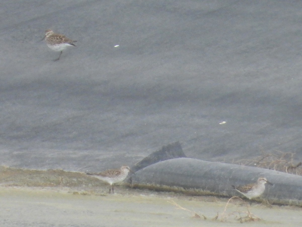 Calidris sp. (peep sp.) - ML637295549